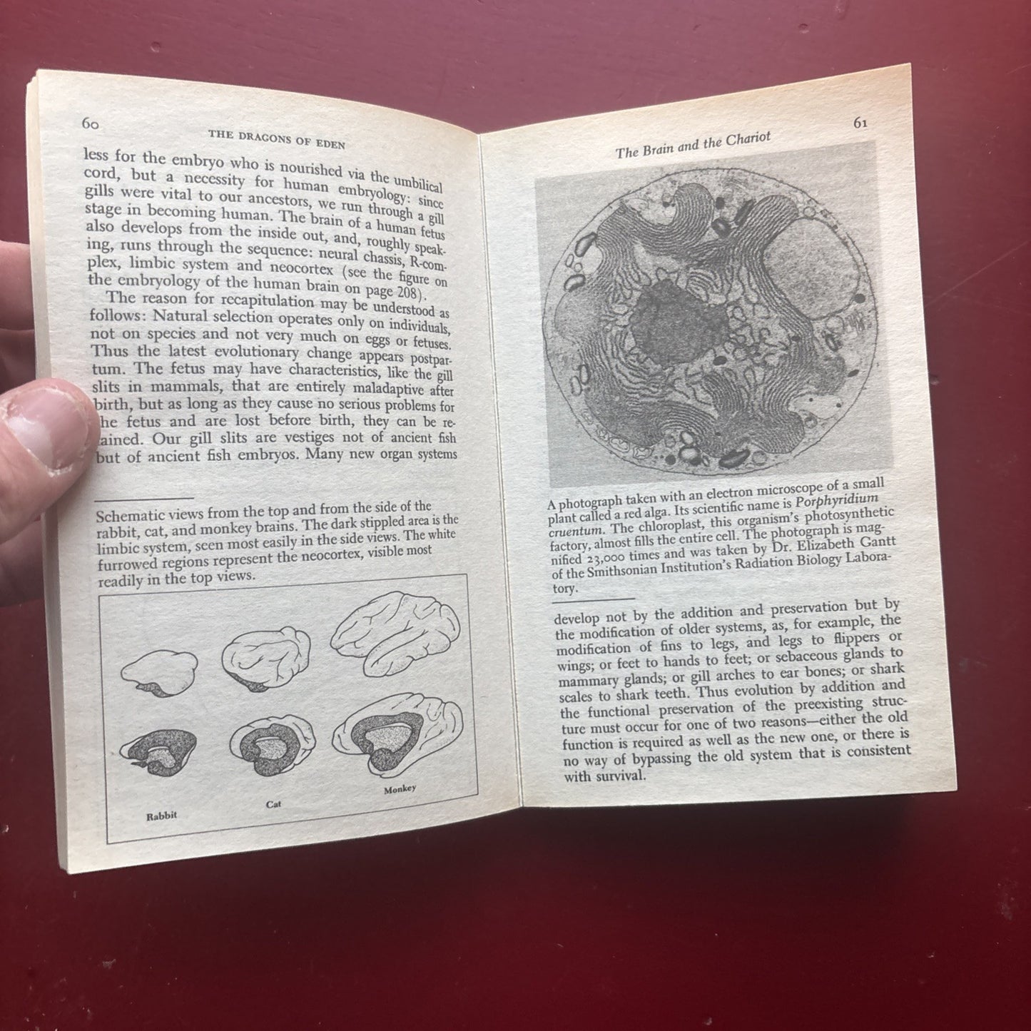 The Dragons of Eden by Carl Sagan, Paperback, Good