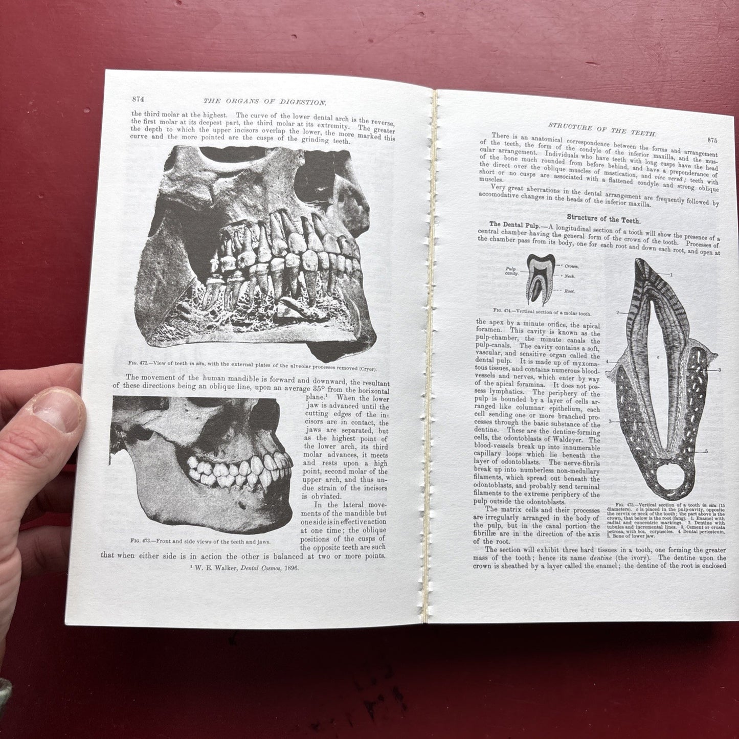 Gray's Anatomy : The Unabridged Running Press Edition of the American Classic by