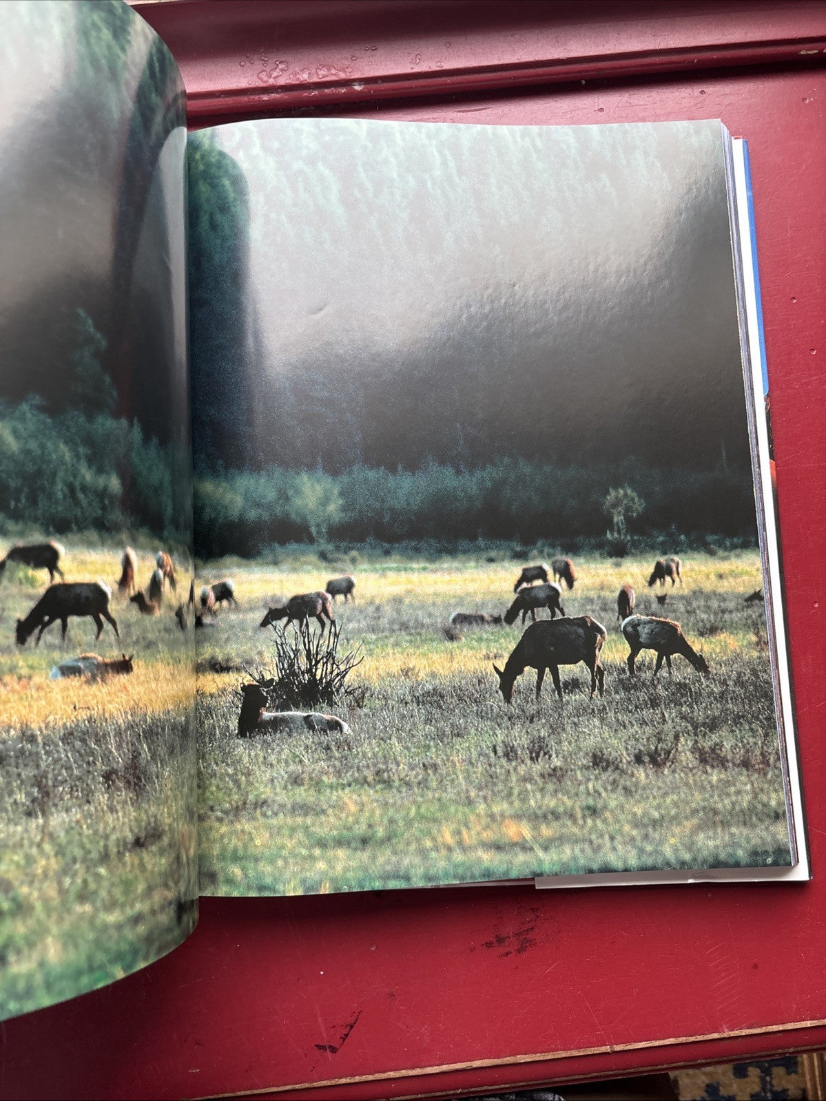 America's Parks by Philippe Bourseiller (2006, Hardcover)